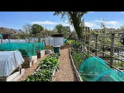 April allotment tour ~ spring abundance as I prepare for summer