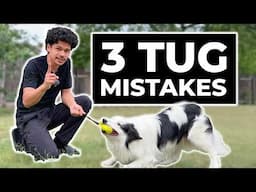 Avoid These 3 Common TUG Mistakes With Your Dog