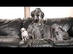 O en(cão)ntro entre o maior e o menor cão do mundo