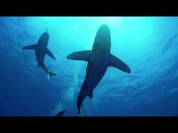1+ Hours Off How Sharks Regrow Their Teeth Throughout Their Lives for Falling Asleep