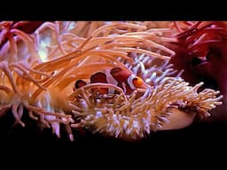 4K Coral Lagoon Ambiant Meditation