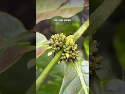 India’s coffee journey began with a secret mission?