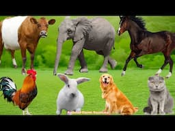 Adorable Animal Friends: Dog, Cat, Cow, Horse, Duck, Elephant, Sheep & Chicken – Cute Pet Sounds!