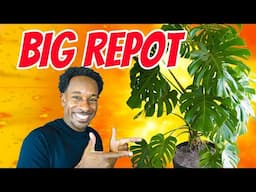 How To Repot A Giant Monstera | Step-by-Step Tutorial !!