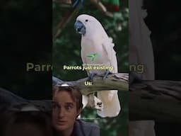 They are so WOW🤩 #parrots #birds #theparrotpodcast