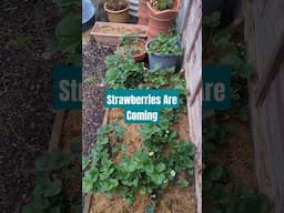 How Do You Know Strawberries Are On Their Way?   #gardening