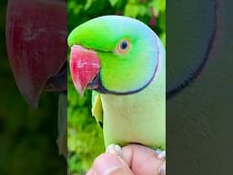 Whistling Star Mitho Baitay – Tota with Attitude! #FunnyParrot #WhistlingParrot #TalkingTota