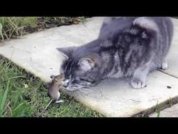 When Your Cat Is Obsessed With His Tiny Love Mouse