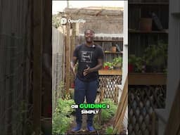 Vertical Gardening  Grow Taller Plants Faster