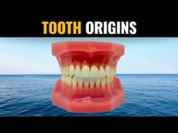 Our Sensitive Teeth Evolved from Body Armor of 460-Million-Year Old Fish Says #Nature Study