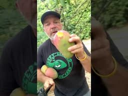 Squirrels love mangos more than people #mango #squirrels