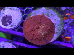Waterbox Infinia Frag 175.6 | Controller board and new coral update