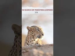 😨Shocking Story of Pakistani Leopard in Jawai🤔#1