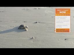 Sea turtle nesting season has begun; St. Johns County banning driving on its beaches to protect them