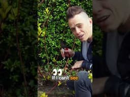 How to winter prune Cornus for Spring FIRE! 🔥🥷🌿🤘 #gardening #gardendelight
