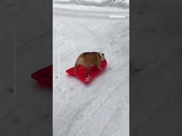 Dogs have fun like children too #shorts