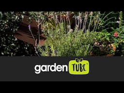 Herb container maintenance 101
