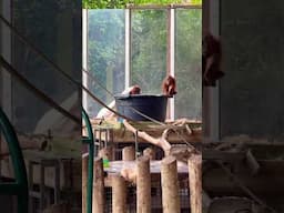 #zoo #animals #monkeyfamily