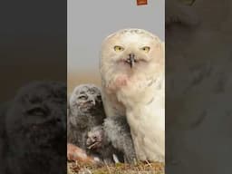 SoCal Snowy Owl Release