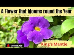 Low maintenance flowering plant for all season||How to grow and care Thunbergia Erecta||Kings mantle
