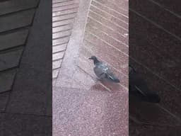 Random meeting/sick pigeon
