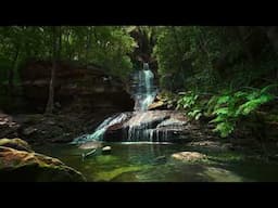 1+ Hours Off the Secret Life of Forests for Falling Asleep