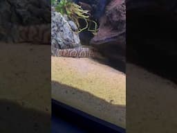 Adding Yoyo Loaches to Aquarium!