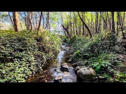 How To Catch Trout In An Overgrown Small Creek