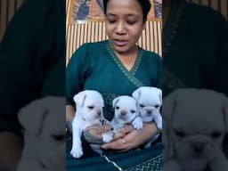Exclusive white Pug Puppies 😳😳#shortvideo #doglover #Short #youtubeshort #pug #doglover #ipl2025