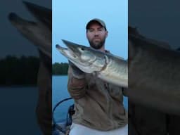 EPIC BATTLE!! EARLY SUMMER MUSKY on TOPWATER! #fishing #muskie #muskyfishing #fish #musky #outdoors