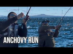 Anchovy Frenzy: A Fishing Adventure Like No Other!