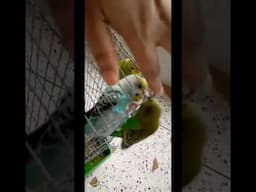 আমাদের আদরগুলা #birds #budgielove #budgiesfamily #budgies