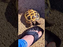 A little Tortoise going for a walk in Warrenpoint
