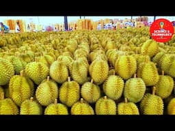 Amazing Durian Farming,China is the World Largest importer of Durian, World Largest DurianPlantation
