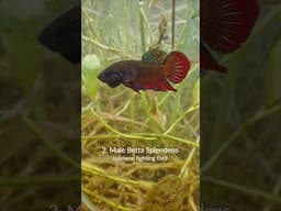 I left my camera underwater in a swamp - here's what it saw #bettafish #gourami #rasbora