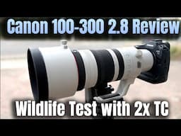 Canon 100-300mm F2.8 Lens Review - Testing with 2x Teleconverter - Wildlife in Florida - Canon R1