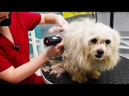 I Groomed a Stray Dog