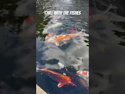 Big Koi, Healthy Pond.            #relax #shorts #koi #fish