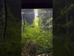 Steack Endlers Love Eating Easy to Culture Walter Worms