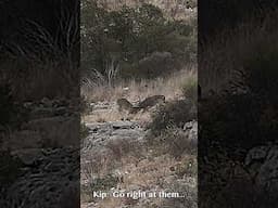 Texas Buck Fight!! I Red Arrow I #RedArrow #TurnEmRed #Deer #Hunting #Shorts