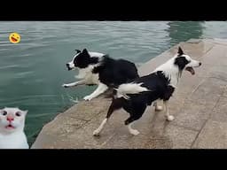 Best Funny CATS and DOGS Surprise Ending 😺🐶 - Funny Fails Animals Of The Week 2024