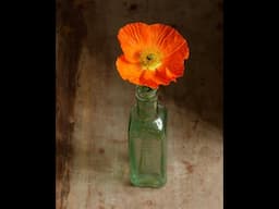 Can you paint this intensely orange poppy? High chroma challenge: Live Oil Painting demonstration