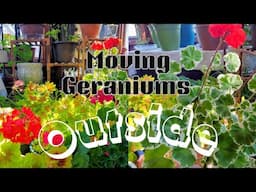 When And How to Move Geraniums Outside🍃🌷 Pelargonium Care 🌱 bringing geraniums outside
