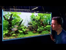 MAKING A NATURAL AQUASCAPE FOR PEARL GOURAMIS & GLOWLIGHT RASBORAS
