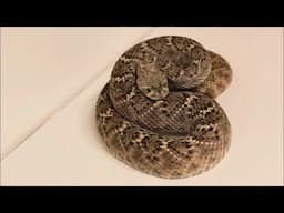 2 WESTERN DIAMONDBACK RATTLESNAKES!