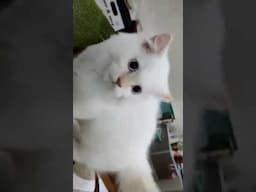 White Cat 2: Fun for the Whole Family!