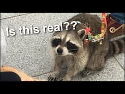 They Want to LEGALIZE Pet Raccoons and Squirrels!