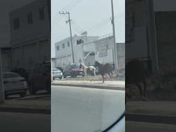 Horsing Around in Mexico #shorts #travel #mexico