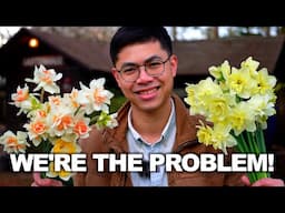 Spring Gardening Tips: Daffodil, Hydrangea, Dahlia, Pepper