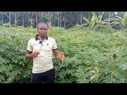 Cassava business; boring multi- million dollars sector // Easy and quick returns on investments